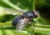 Pollenia sp.